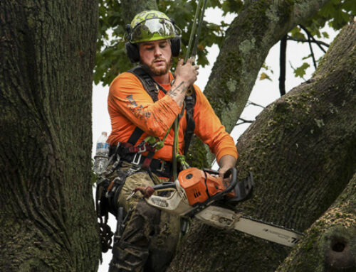 Crane Hire for Tree Work and Arborists in the Southern Highlands
